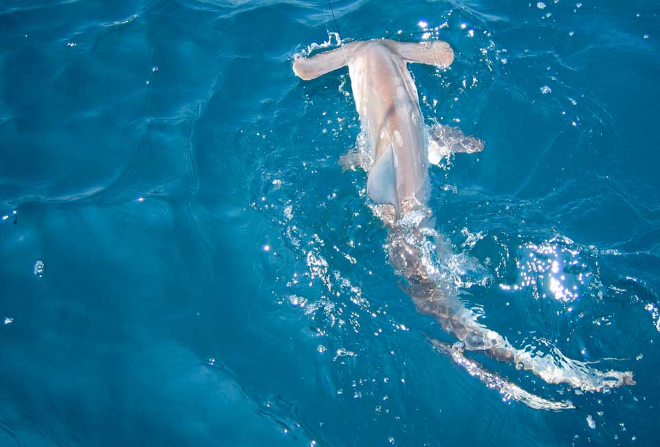 Outer Banks Scalloped hammerhead shark Outer Banks Scalloped hammerhead shark