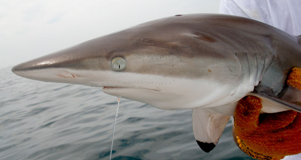 shark blacktip sharks outer banks atlantic sharpnose nc obx ocean inlet