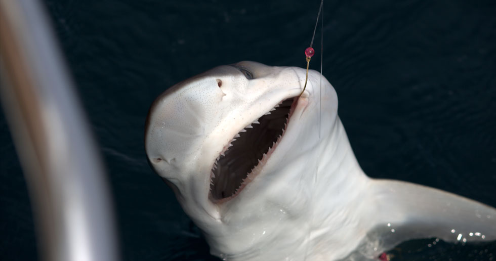 Atlantic sharpnose shark