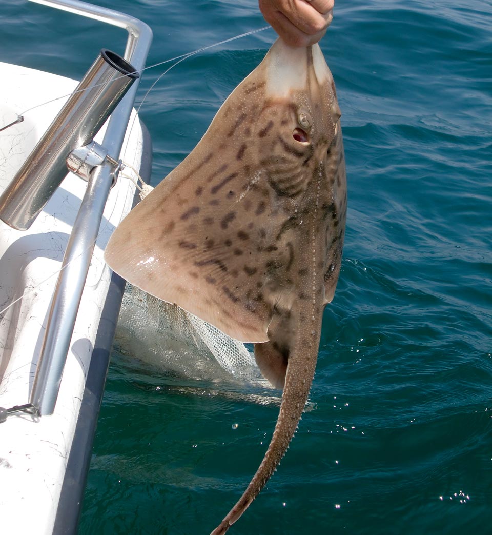 Clearnose skate