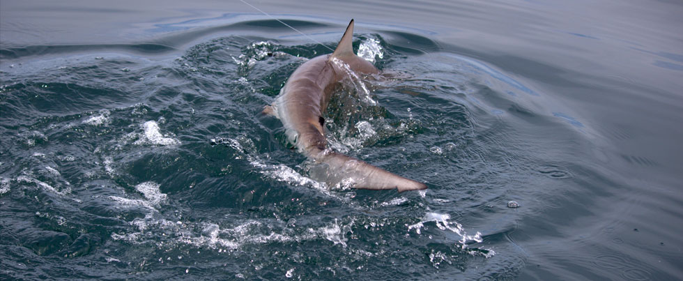 Blacktip shark