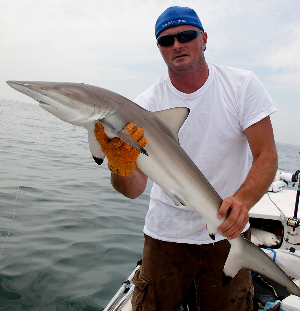 Blacktip shark Blacktip shark