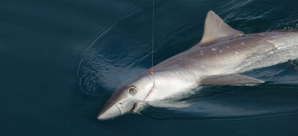 Atlantic sharpnose shark