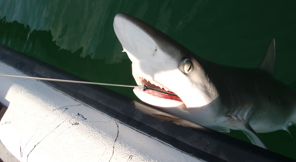 Atlantic sharpnose shark