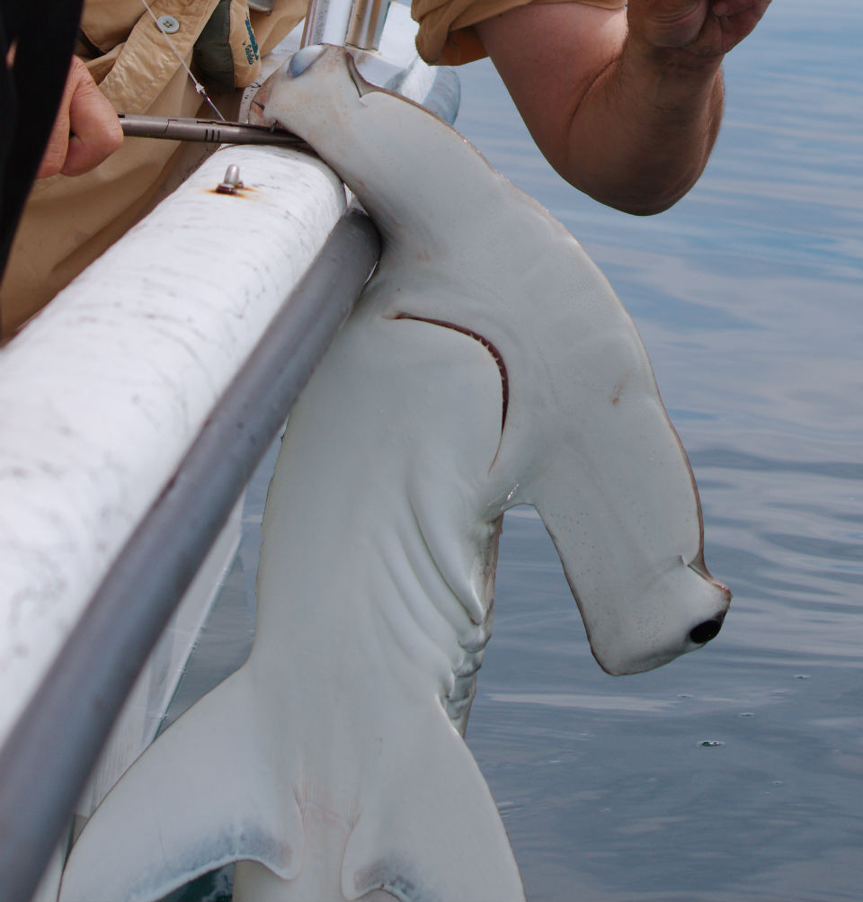 Scalloped hammerhead shark