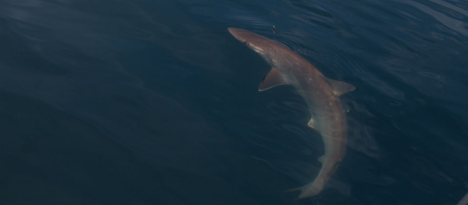 Atlantic sharpnose shark Atlantic sharpnose shark