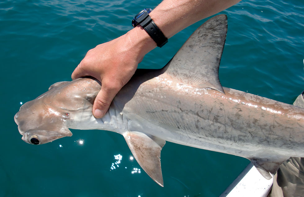 Scalloped hammerhead shark