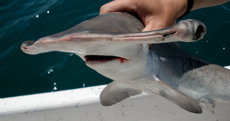 Scalloped hammerhead shark